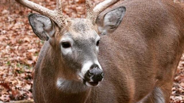 Double-Diamond-Deer-Ranch-Buck-fall-leaves