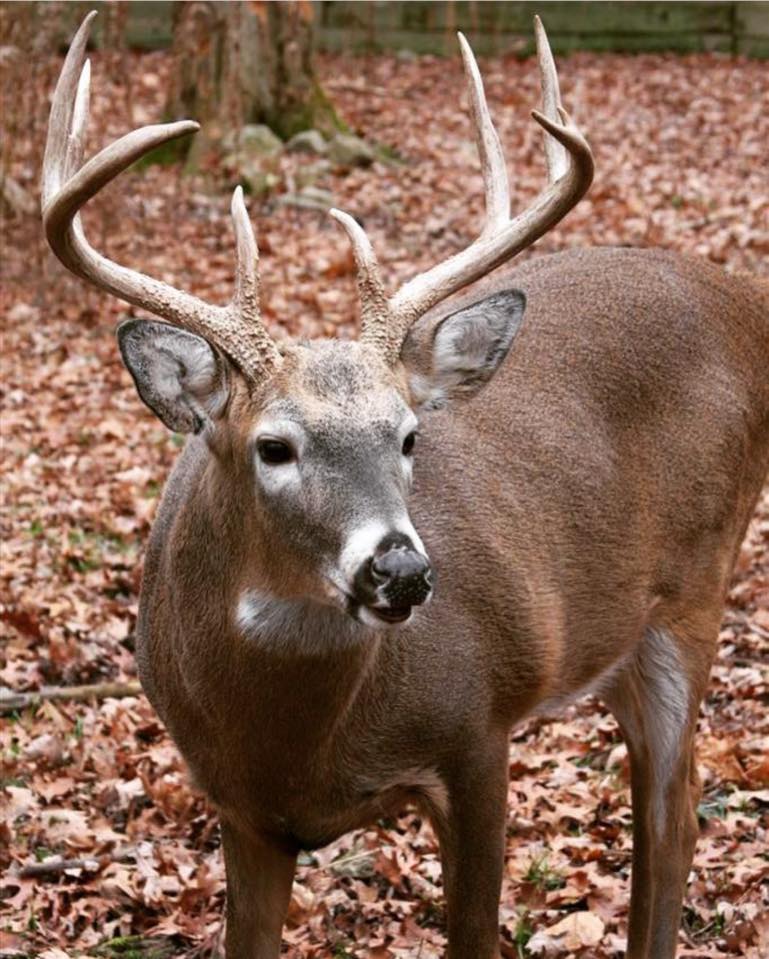 Double-Diamond-Deer-Ranch-Buck-fall-leaves