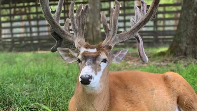 Double-Diamond-Deer-Ranch-Buck-velvet