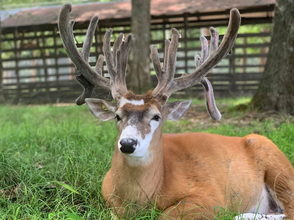 Double-Diamond-Deer-Ranch-Buck-velvet