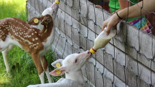 Double-Diamond-Deer-Ranch-fawn-feeding-Natalie-Blitzen