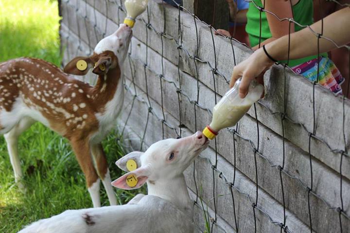 Double-Diamond-Deer-Ranch-fawn-feeding-Natalie-Blitzen