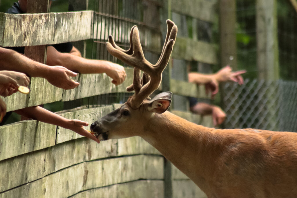 Double Diamond Deer Ranch feeding