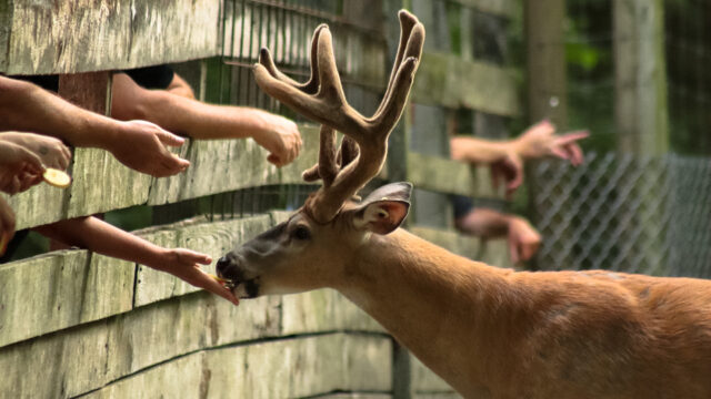 Double Diamond Deer Ranch feeding