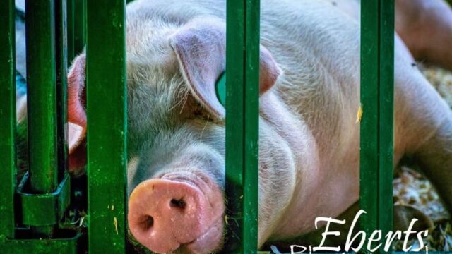 JeffCoFair Pig Eberts