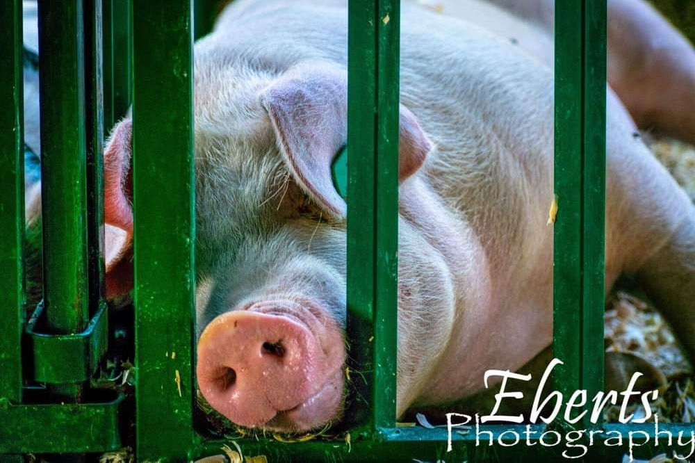 JeffCoFair Pig Eberts