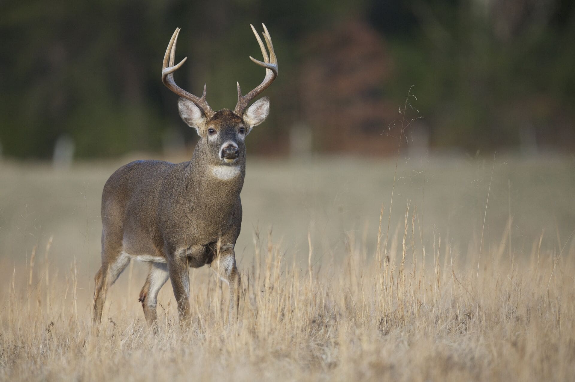 Shutterstock_Whitetail_deer-buck