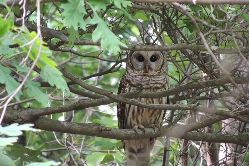 Owls-of-Western-PA