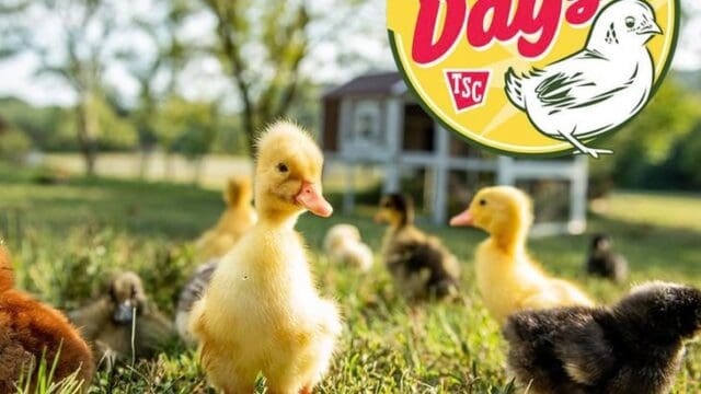 Tractor Supply chick day 2