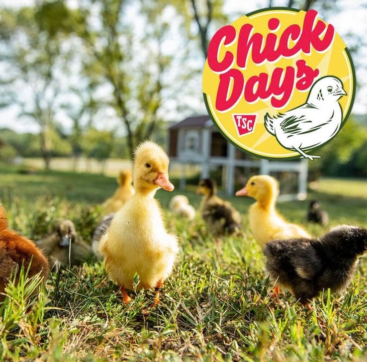 Tractor Supply chick day 2