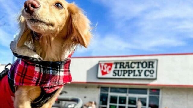 Tractor Supply dog