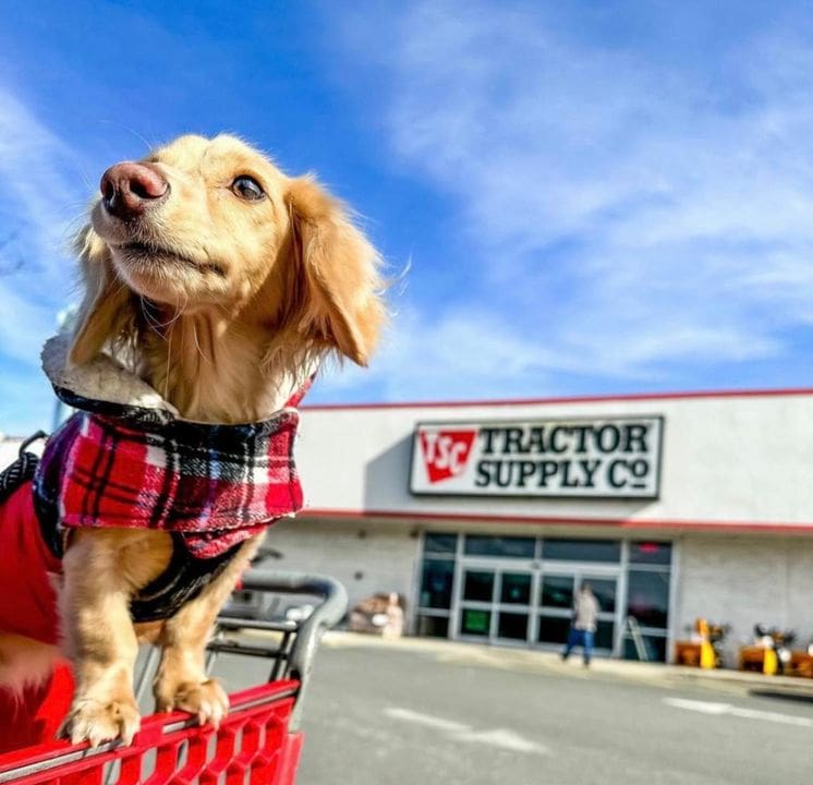 Tractor Supply dog